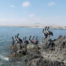 More Pelicans